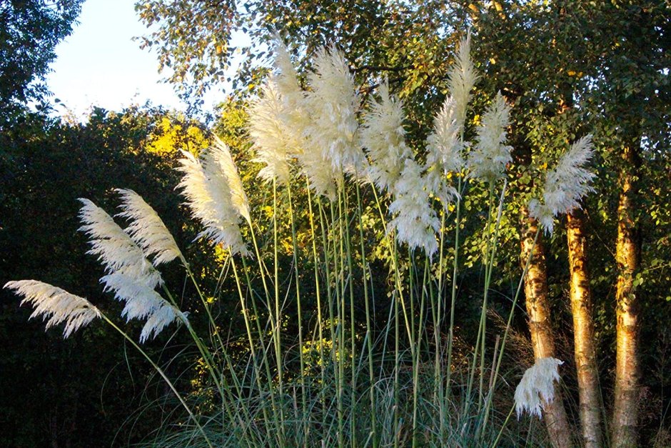 Пампасская трава кортадерия