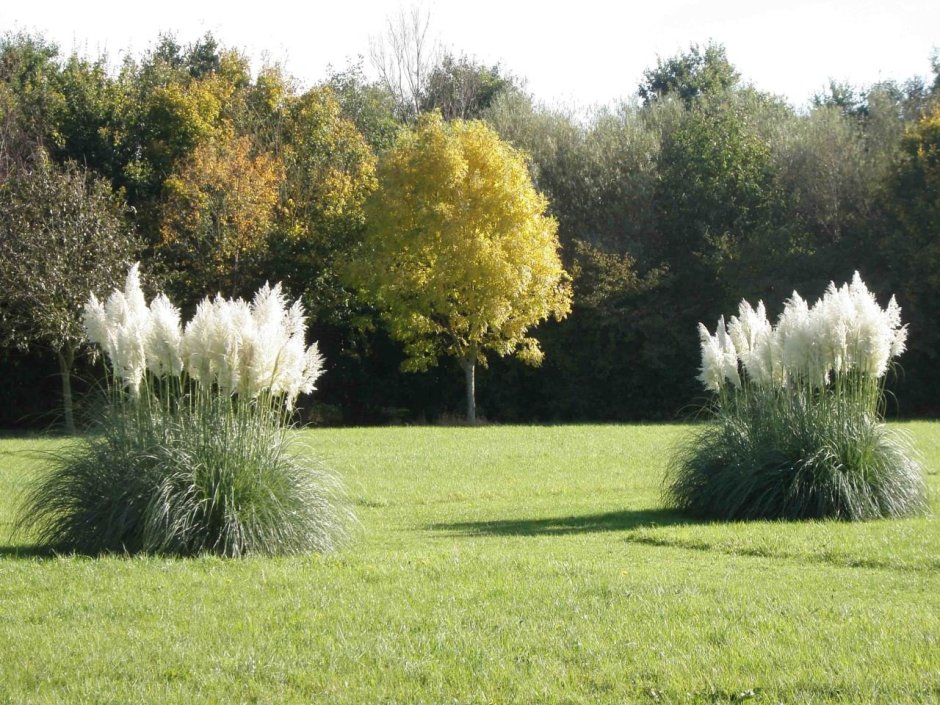 Вейник остроцветковый Карл Форстер, с2-с3