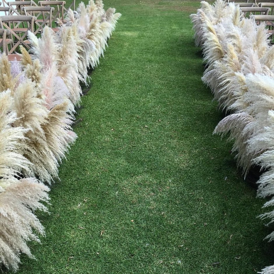 Пеннисетум зайцехвост