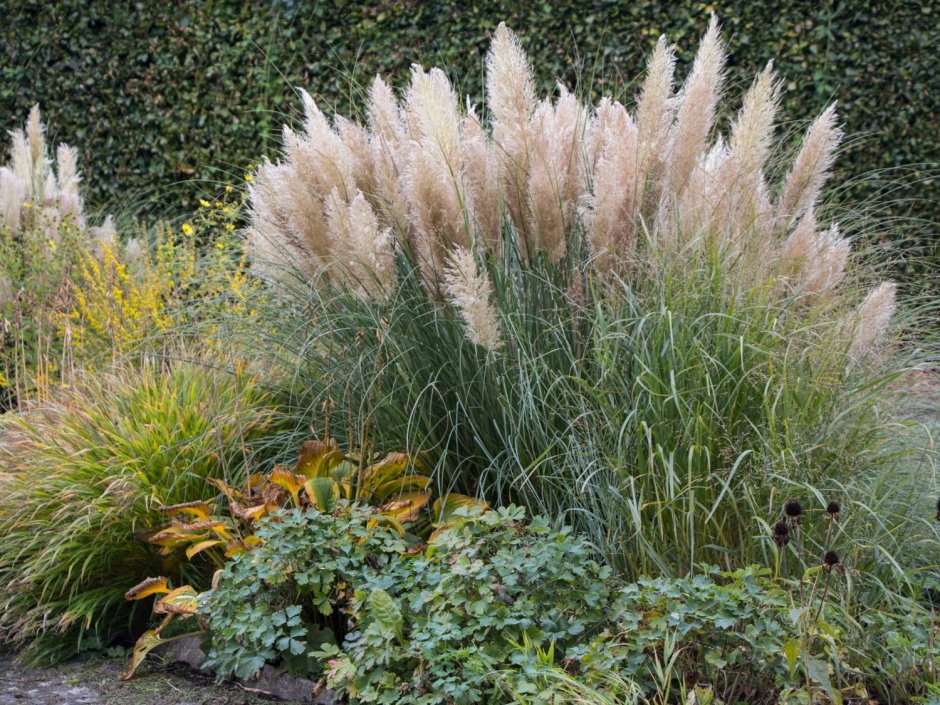 Мюленбергия capillaris