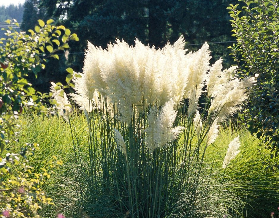 Кортадерия Саннингдейл Сильвер