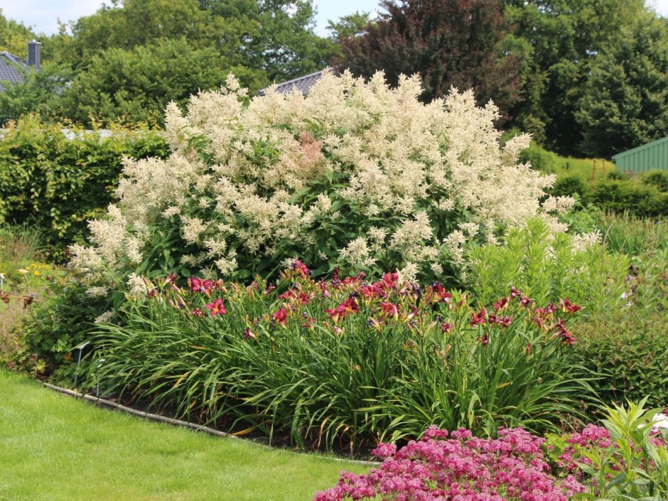 Волжанка двудомная растение