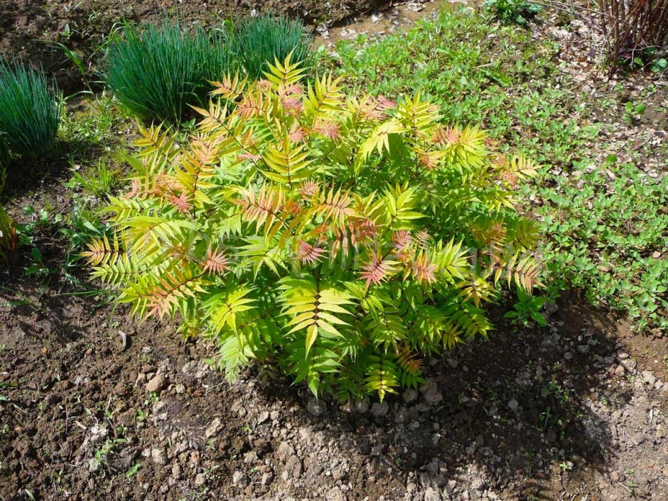 Дерен Ауреа Элегантиссима