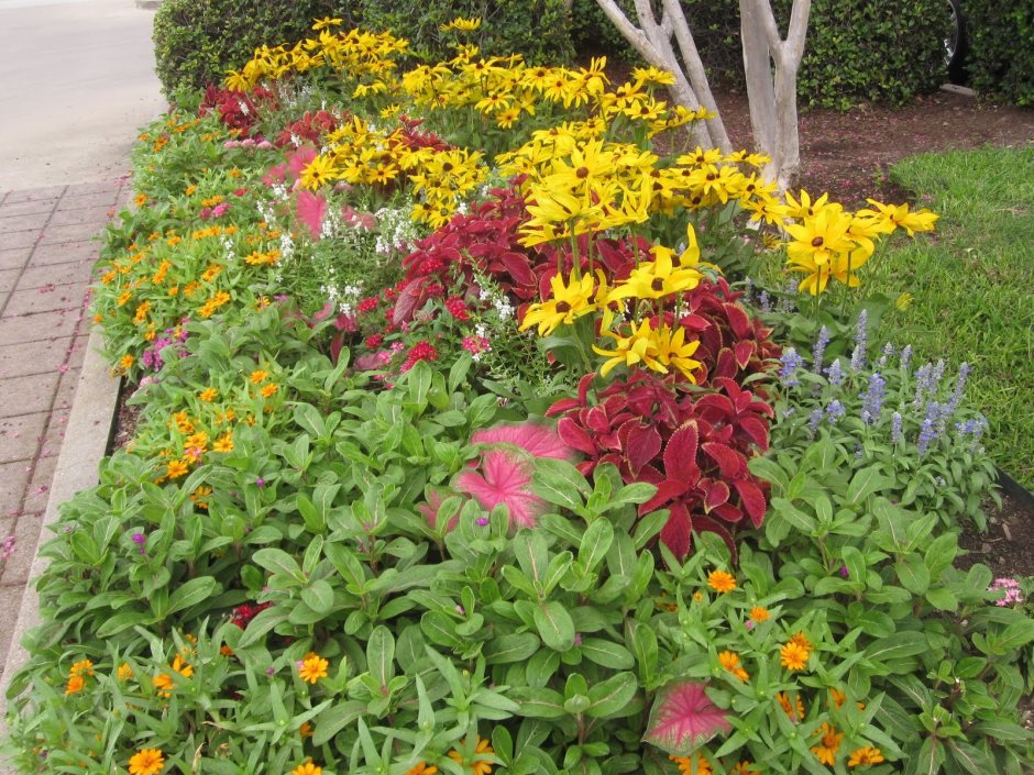 Циния в рабатке