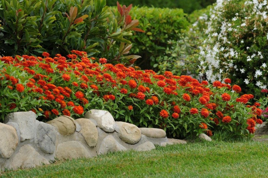 Циния на клумбе