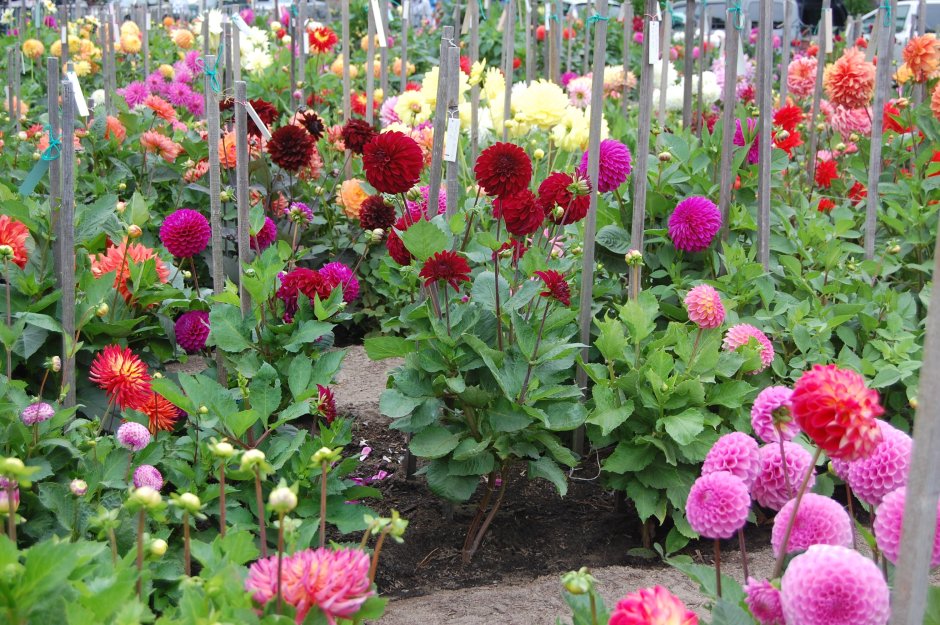 Георгины однолетние помпонные