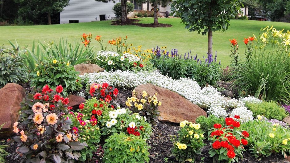 Цинии в ландшафтном дизайне дачного участка