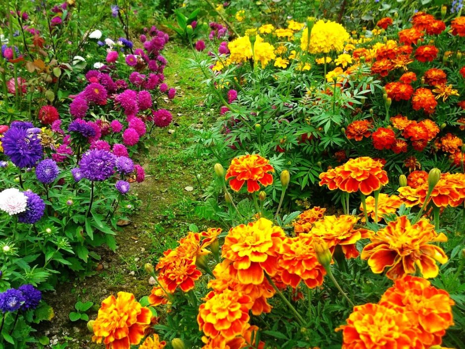 Бархатцы, Сальвия цинии