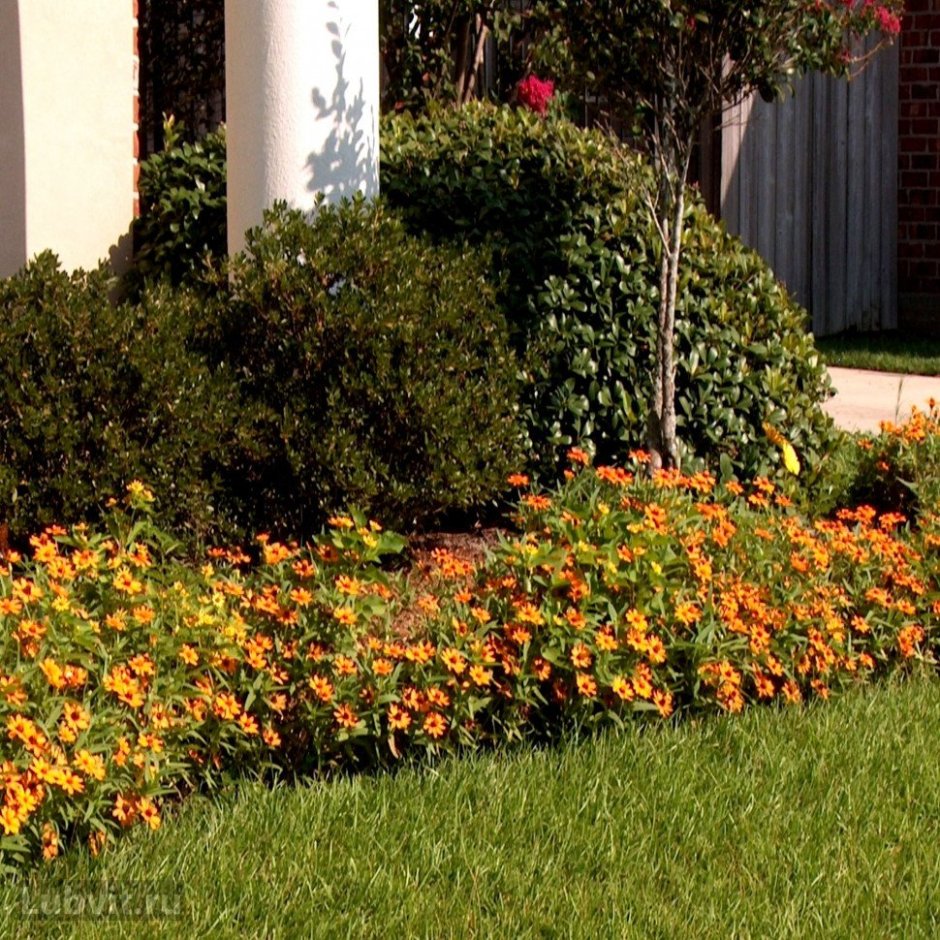 Лапчатка оранжевая кустарниковая