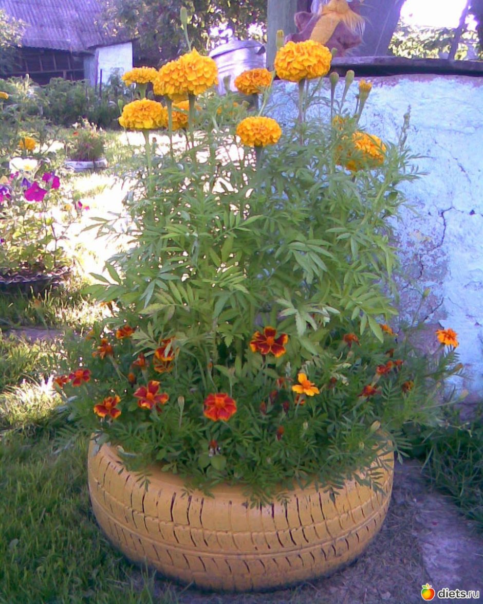 Бархатцы и цинии на клумбе