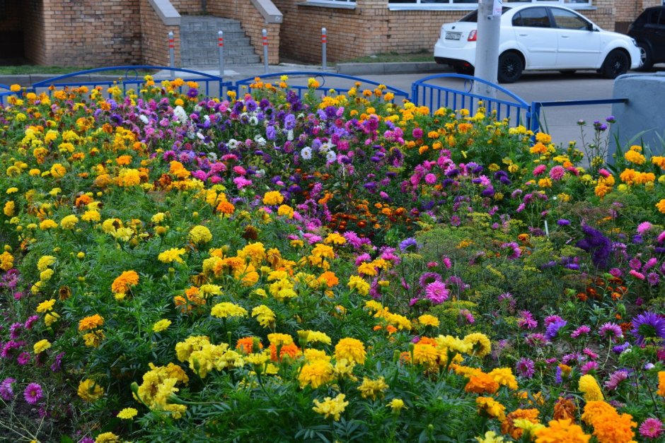 Виола, цинии, астры клумба