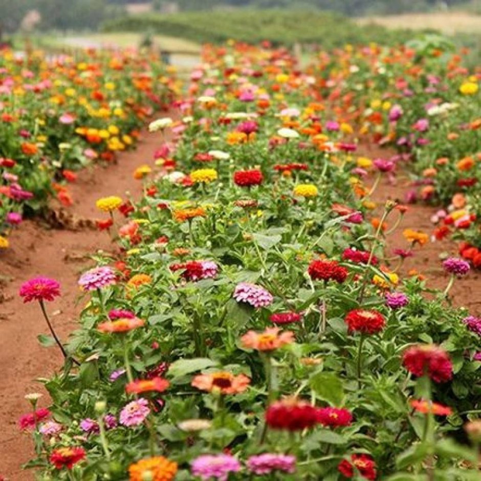 Цинии низкорослые бордюрные сорта