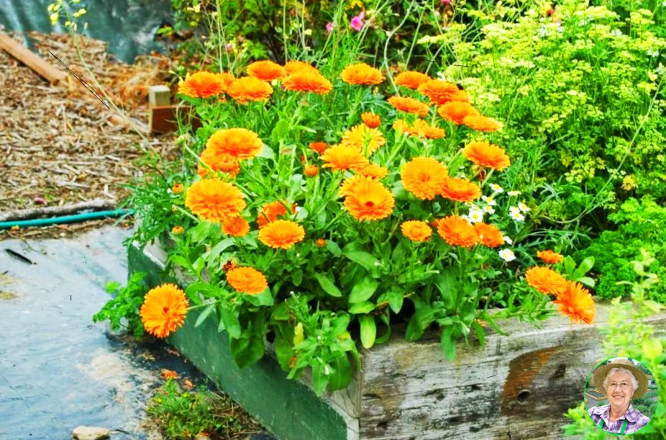 Циния бархатцы ноготки