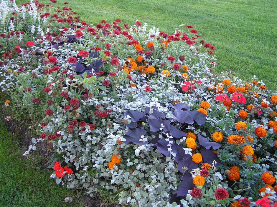 Портулак на рабатке