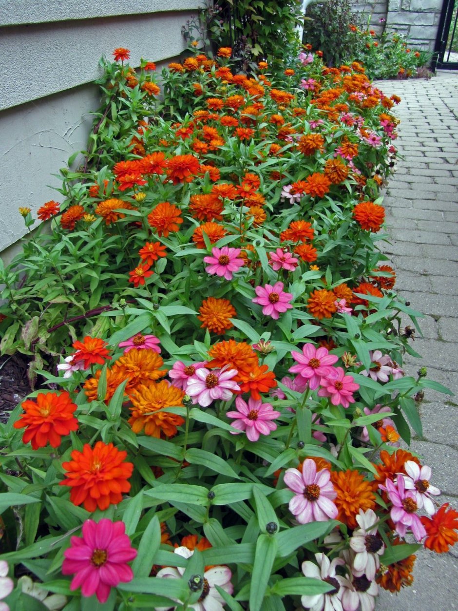 Цинии низкорослые бордюрные