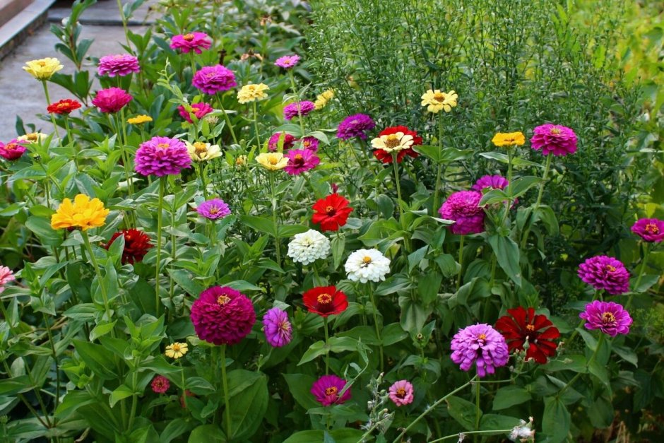 Циния Шарлотта смесь