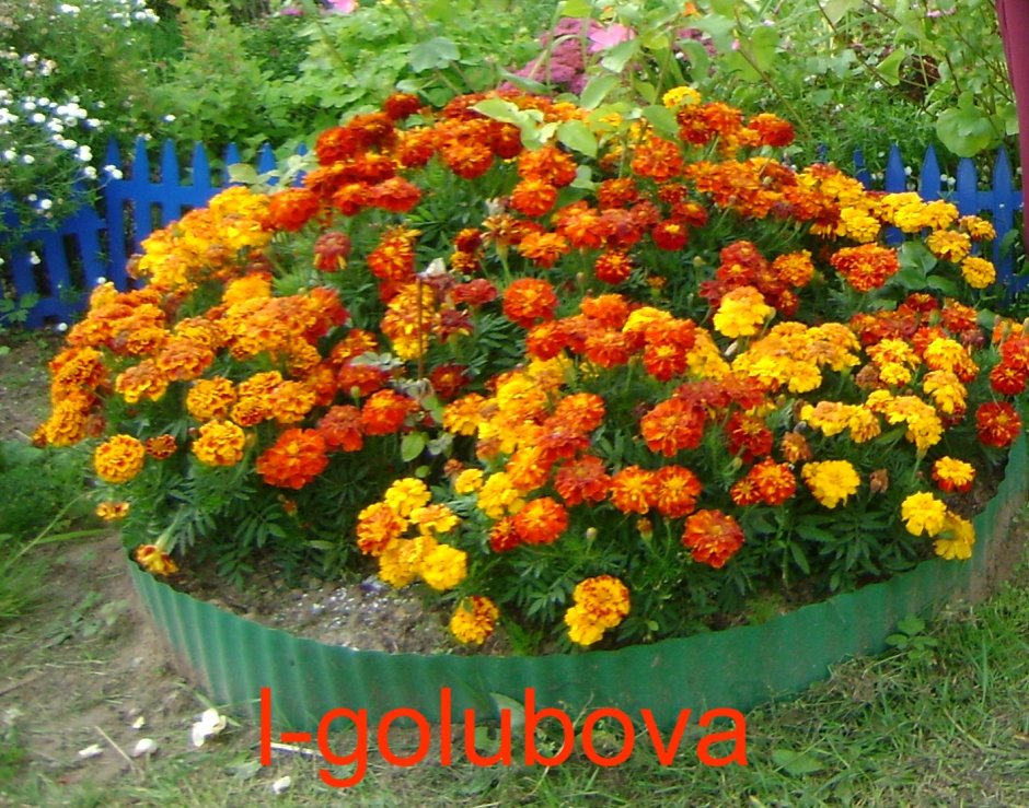 Циния бархатцы ноготки