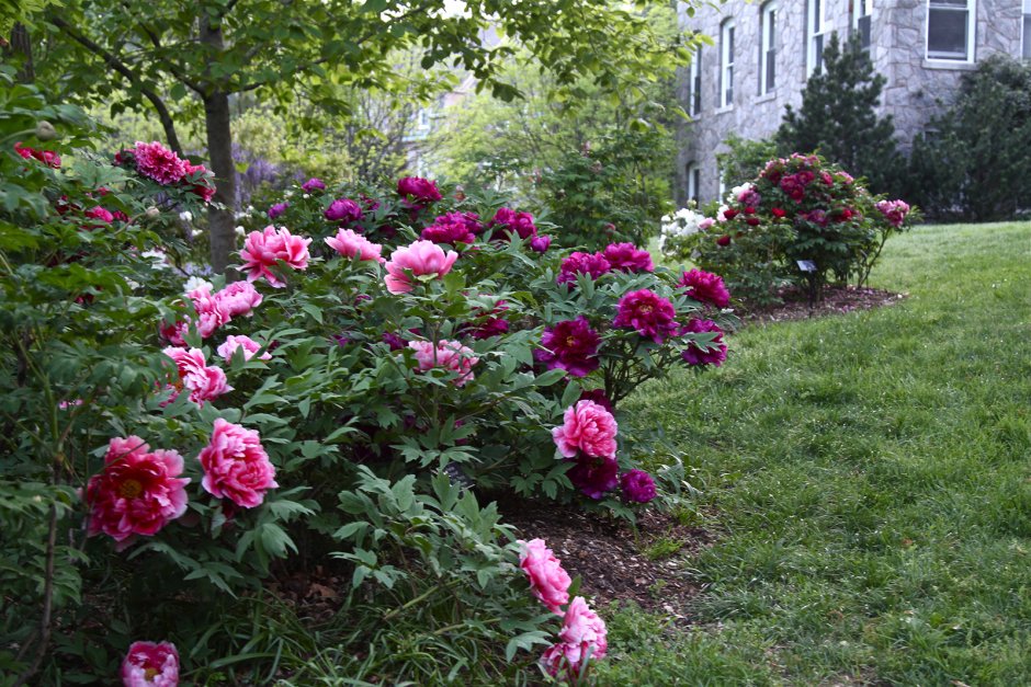 Пион древовидный сад в розовом сиянии