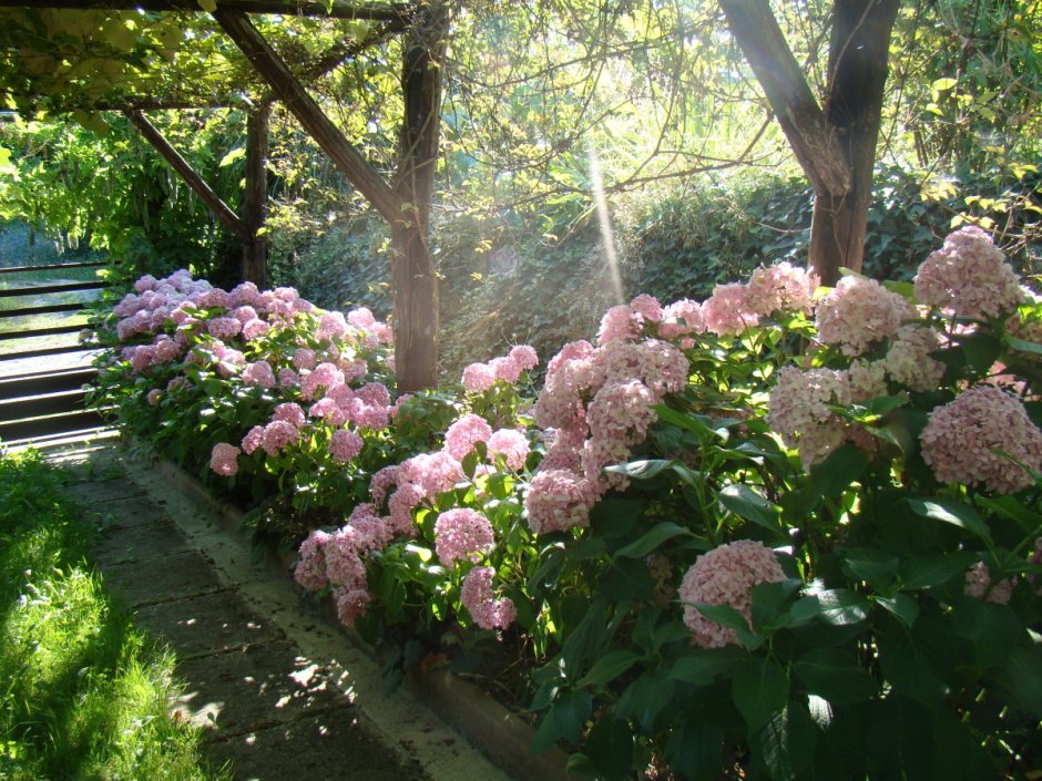 Гортензия Ботанический сад