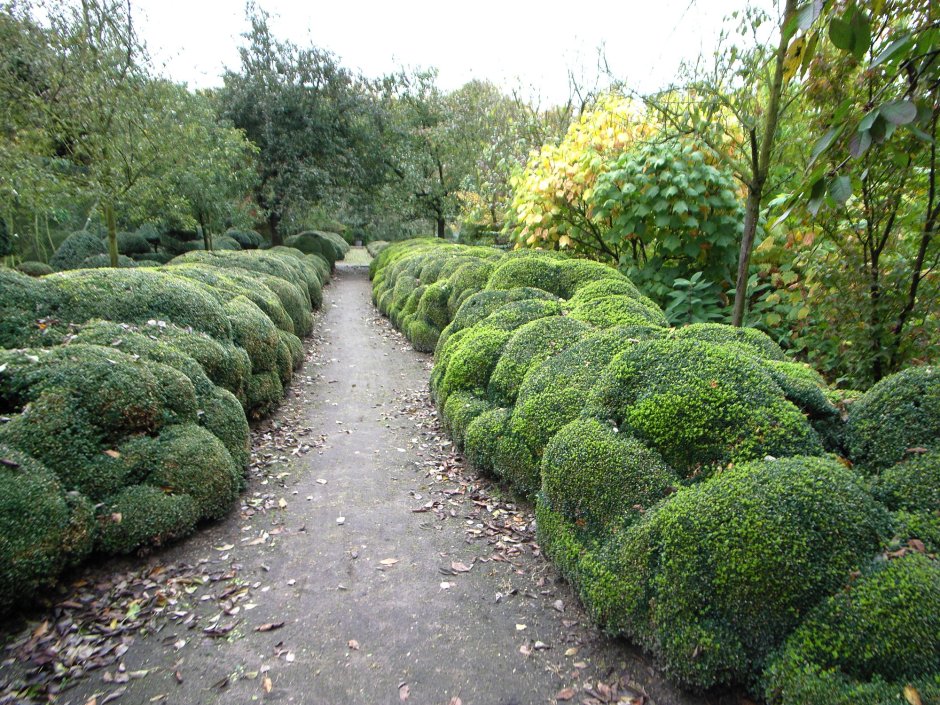 Кизильник самшитовый