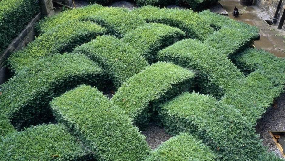 Топиарная стрижка барбариса Тунберга