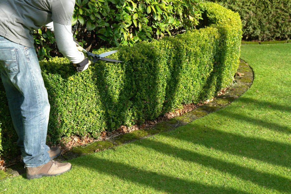 Самшит ниваки