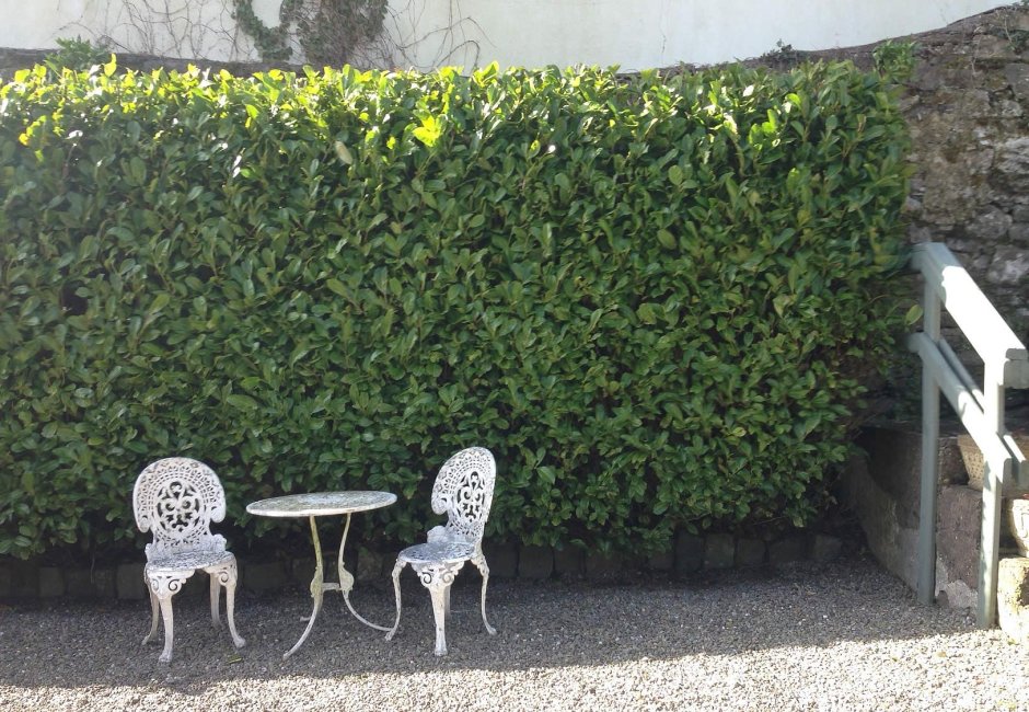 Бирючина в ландшафтном дизайне скамейка