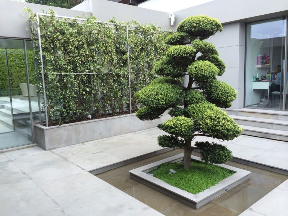 Бирючина стрижка