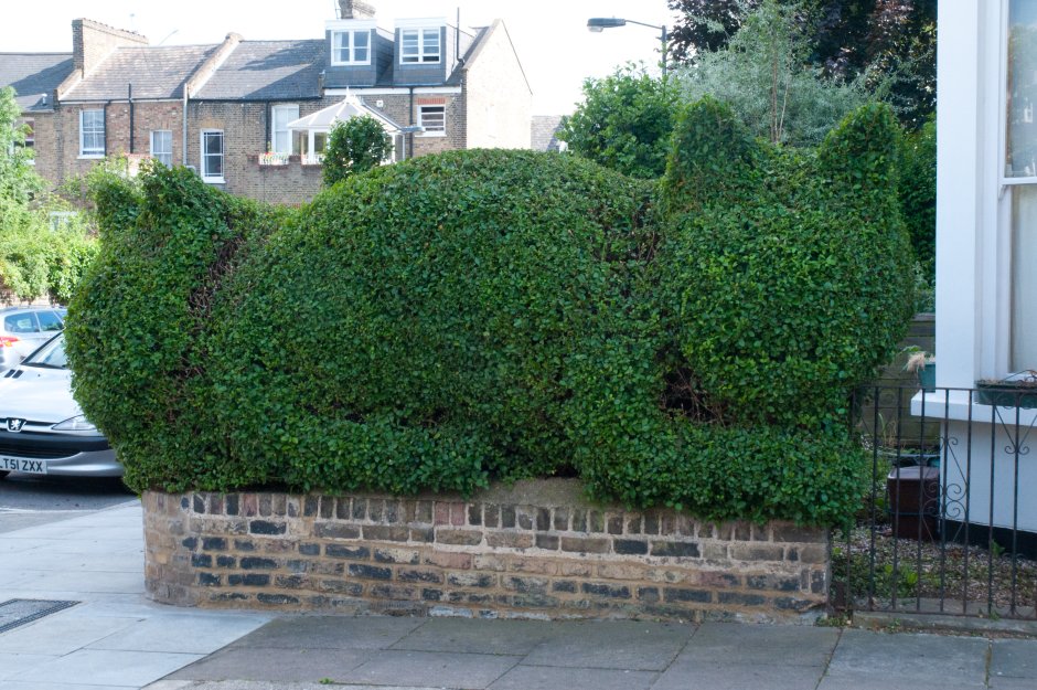 Фитопластика самшита