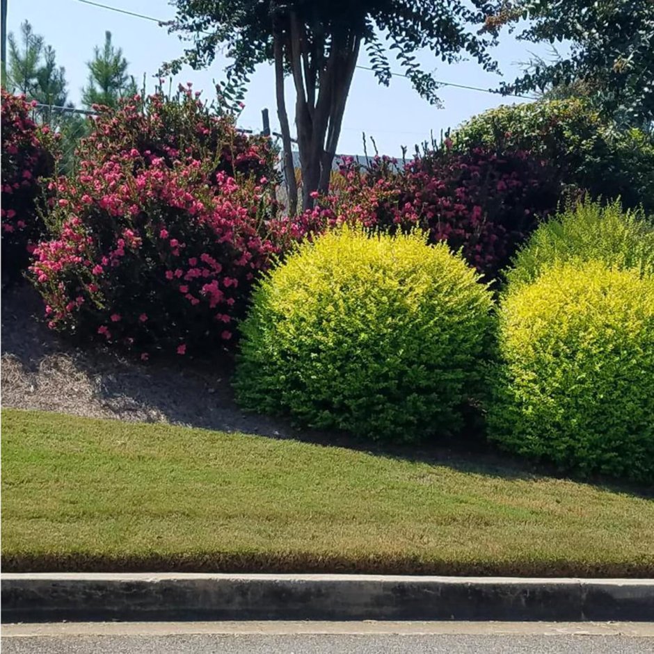 Самшит Буксус бордюрная