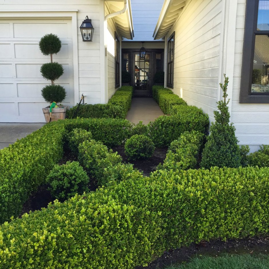 Топиарная стрижка бирючины