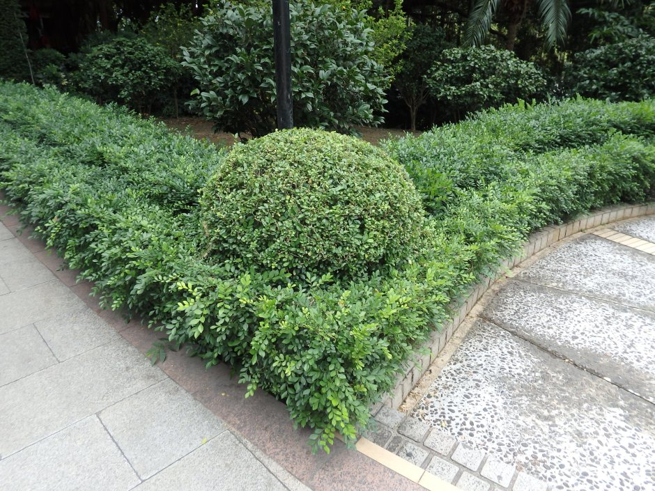 Бирючина обыкновенная изгородь