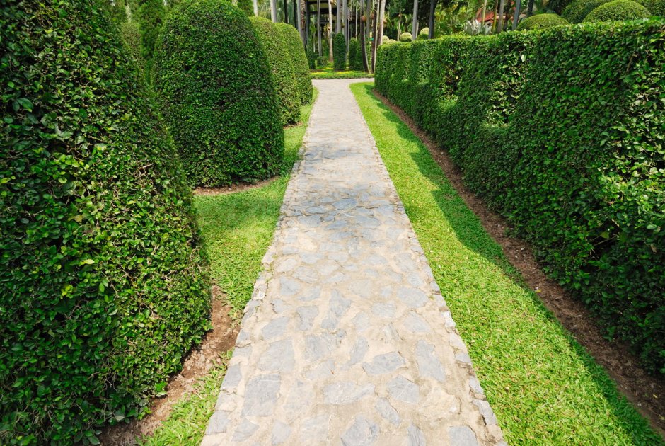 Самшит вечнозеленый шаровидный