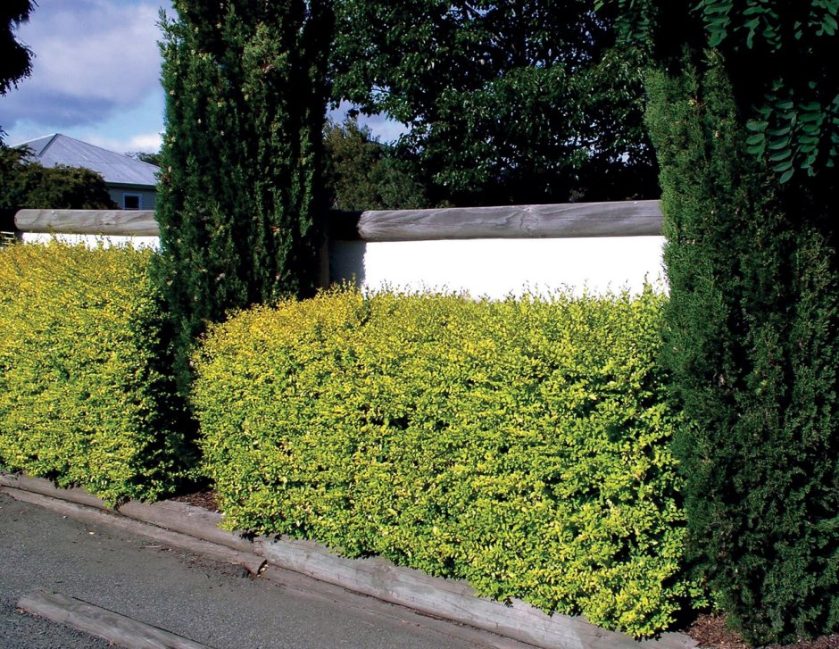 Бирючина Лодензе