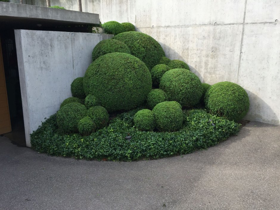 Кизильник блестящий для фотошопа