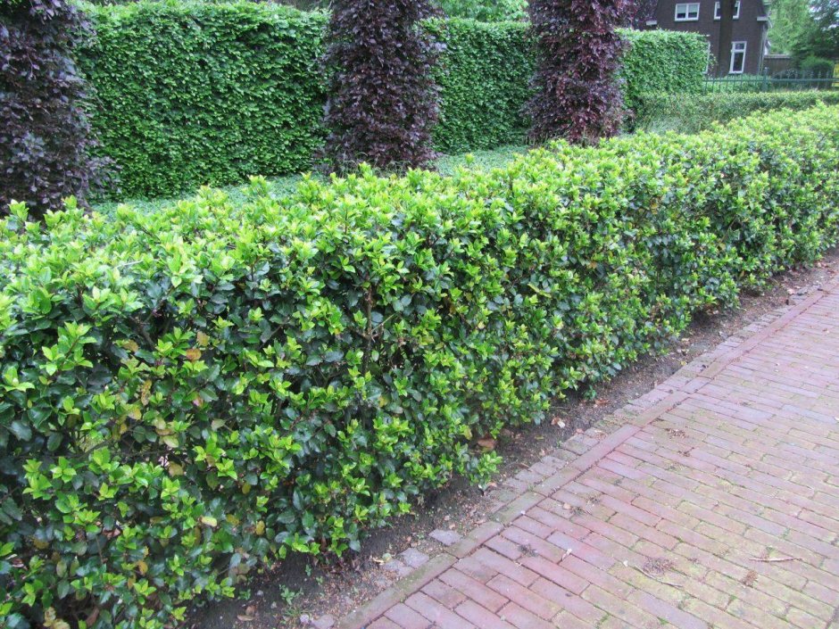 Бирючина обыкновенная 'Atrovirens'