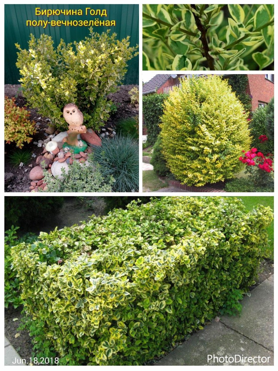 Бирючина обыкновенная Атровиренс