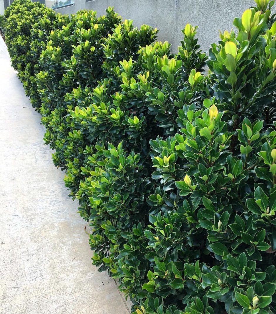 Самшит Винтер джем