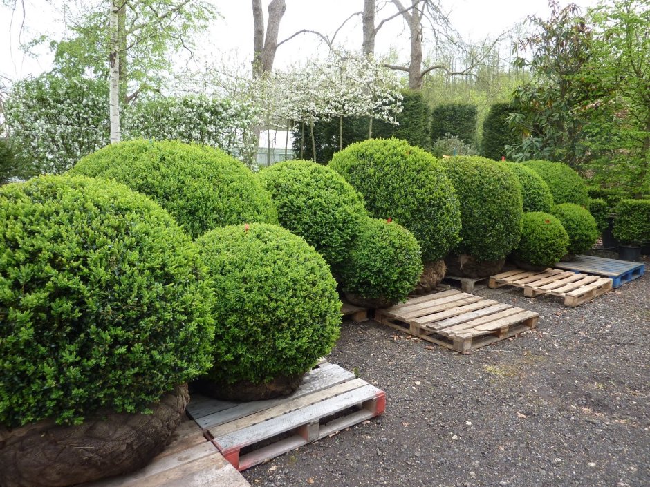 Бирючина Живая изгородь