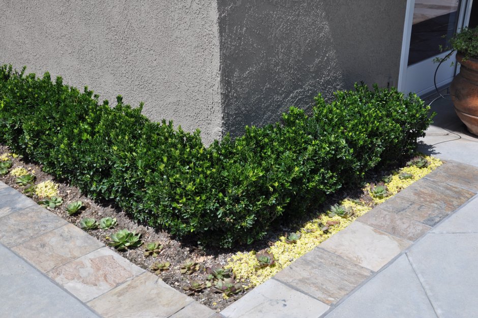 Спирея японская Голден принцесс