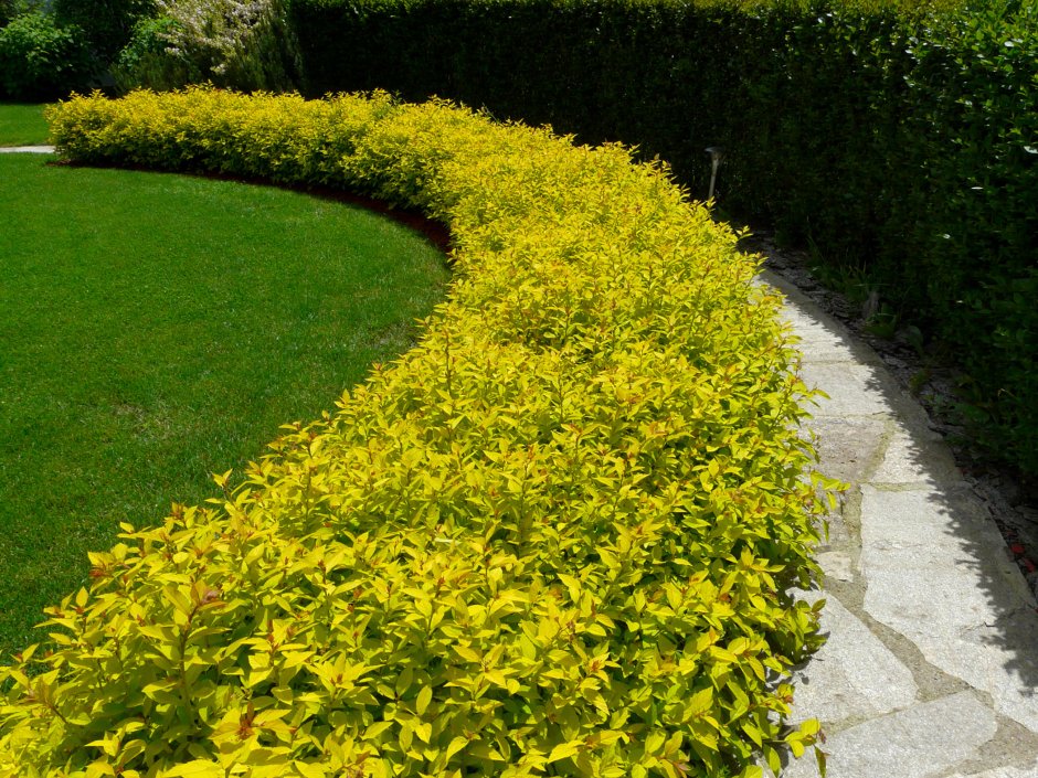 Бирючина Живая