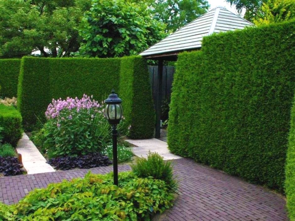 Спирея самшит