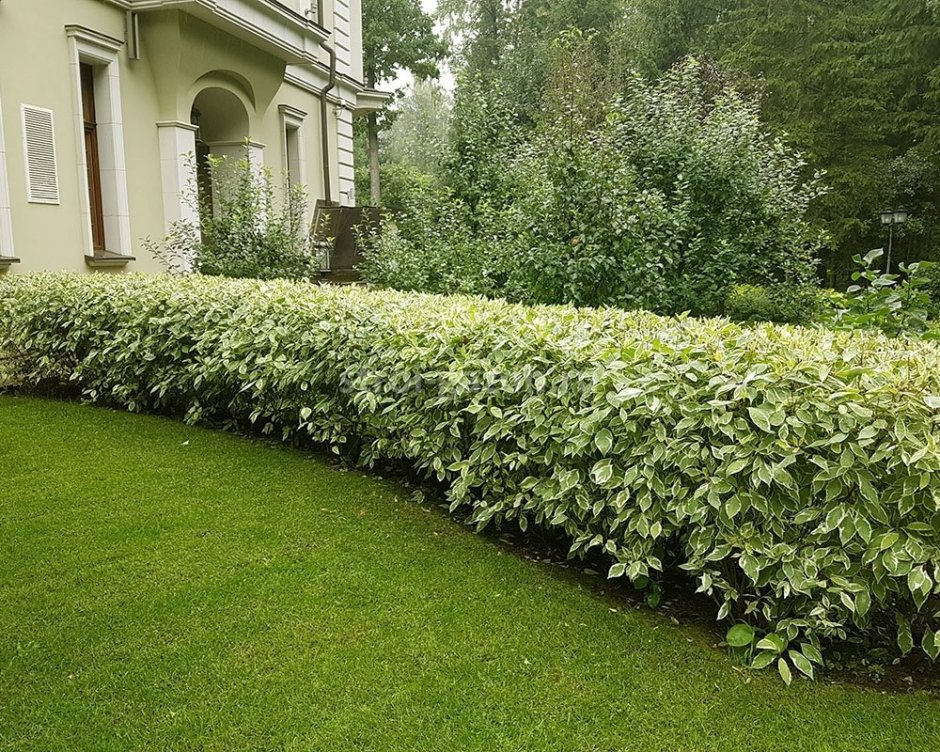 Пузыреплодник Энджел Голд