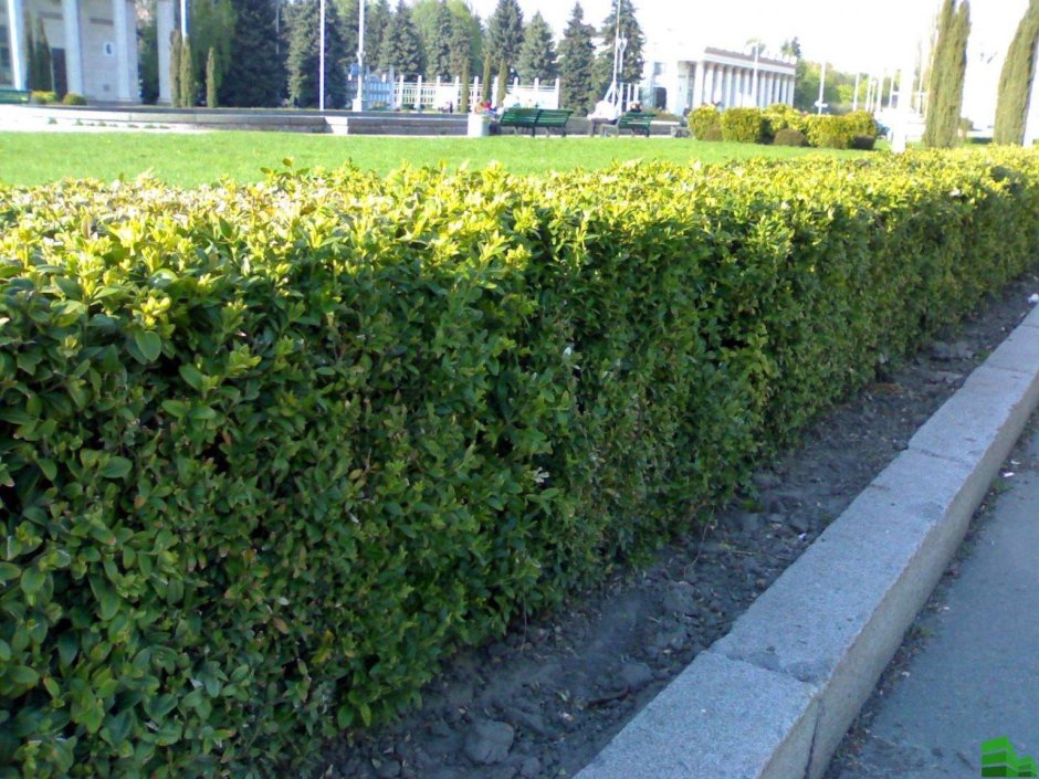 Бирючина золотистая