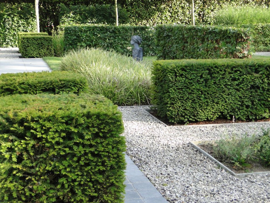 Гортензия Лаймлайт самшит