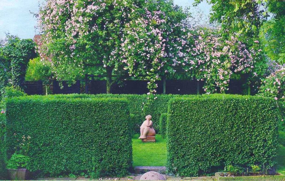 Кизильник Живая изгородь