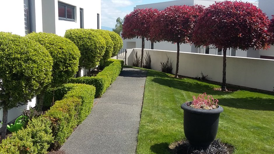 Боскет самшит