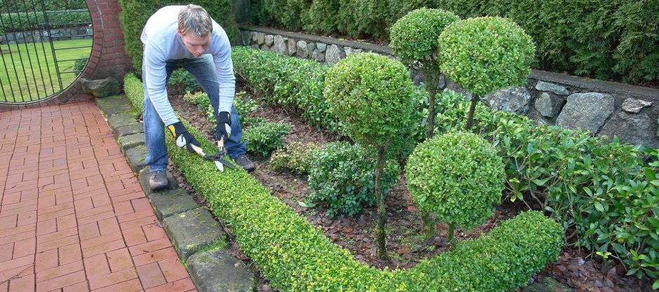 Дерен Элегантиссима Живая изгородь