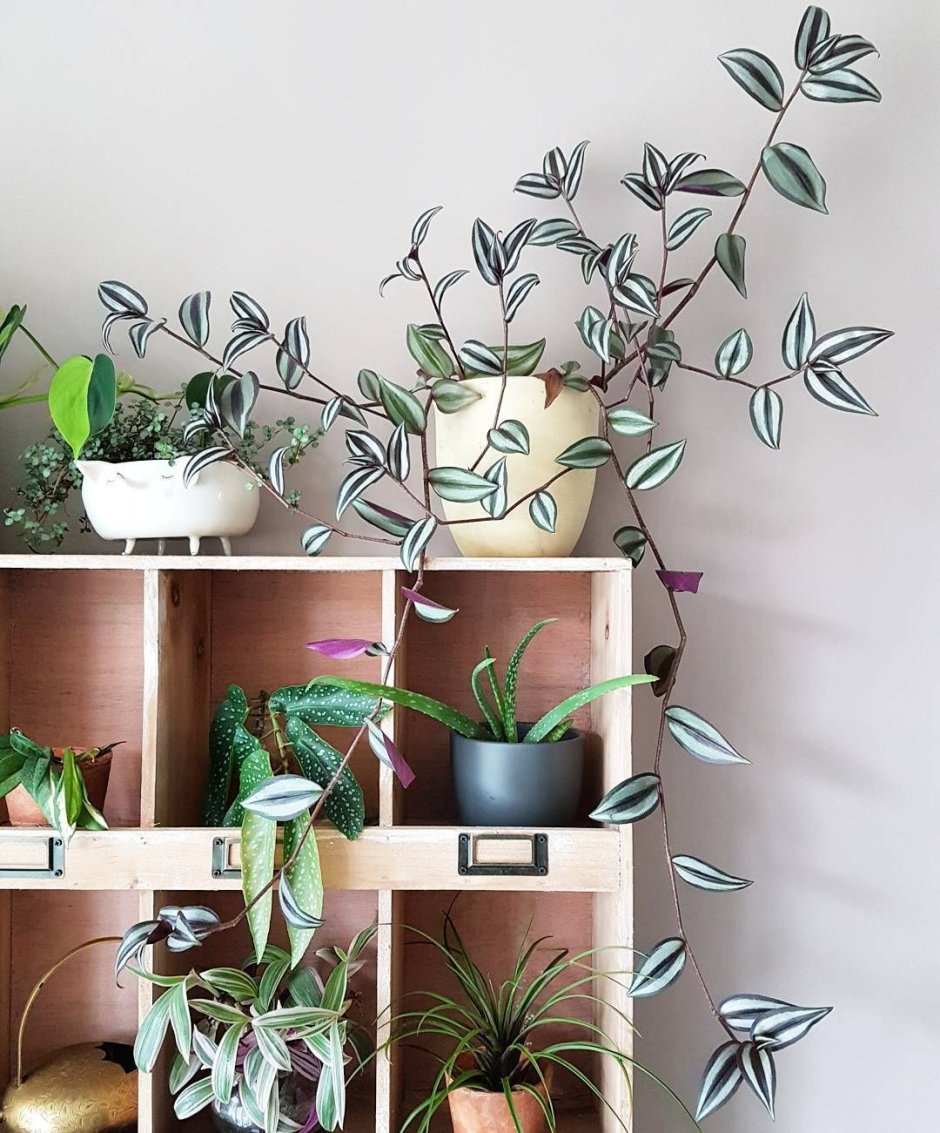 Традесканция на стене