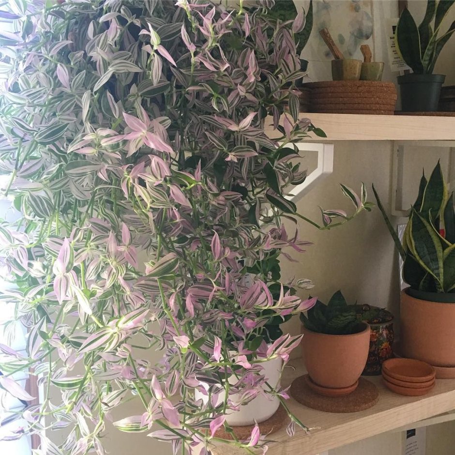 Традесканция зебрина формирование куста